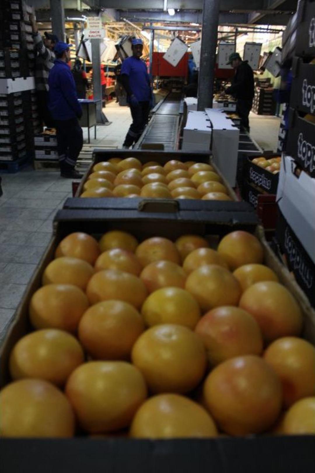 Japonya&rsquo;ya 40 Yıl Sonra Ilk Greyfurt Ihracatını Adanalı Firma Yaptı