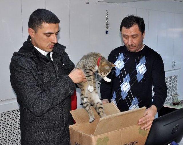 Halk Otobüsünde Kedi Unuttular