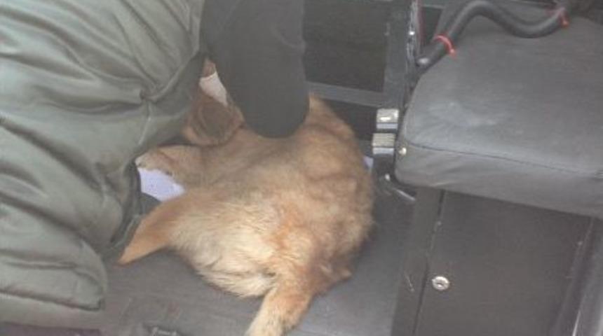 Sarıkaya&rsquo;da Otomobilin &Ccedil;aptığı Yaralı K&ouml;peğe Polis Sahip &Ccedil;ıktı