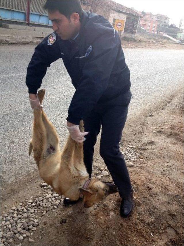 Sarıkaya’da Otomobilin Çaptığı Yaralı Köpeğe Polis Sahip Çıktı