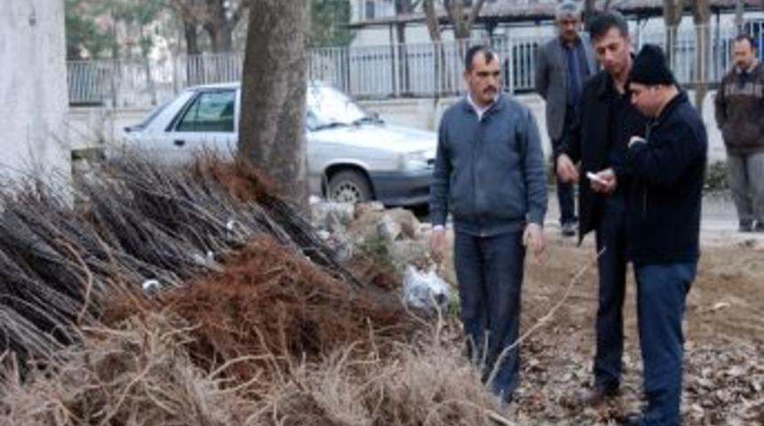 Elbistan'da 6 Bin Elma Fidanı Dağıtıldı