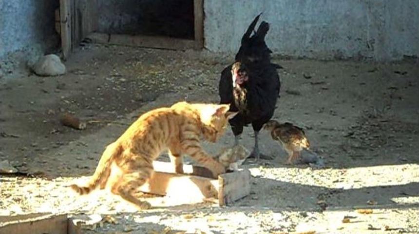 Civciv İle Kedinin Dostluğu