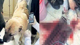 Sivas Cumhuriyet Üniversitesi'nde skandal! Derste sokak köpeğini kestiler,  sosyal medyada hızla yayıldı