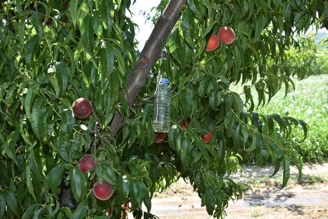 Meyveleri çürüten sirke sineğine 'sirkeli' tuzak