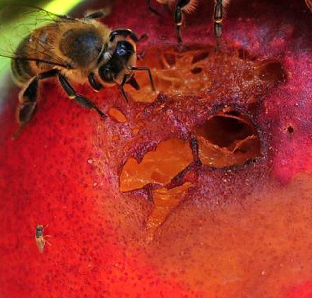 Meyveleri çürüten sirke sineğine 'sirkeli' tuzak