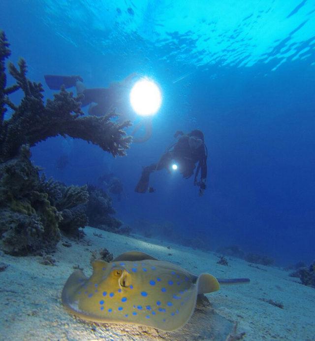 Antalya nın sualtı zenginlikleri dalış tutkunlarını bekliyor 3