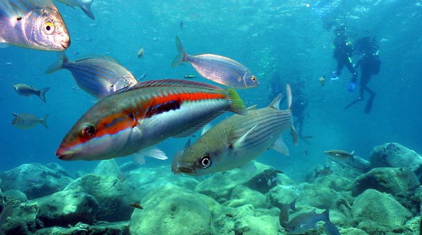 Antalya'nın sualtı zenginlikleri dalış tutkunlarını bekliyor