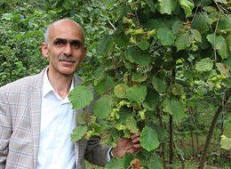 Fındıkta hasat erken başlıyor