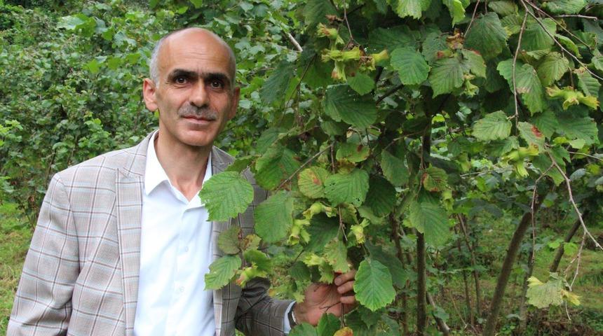 Fındıkta hasat erken başlıyor