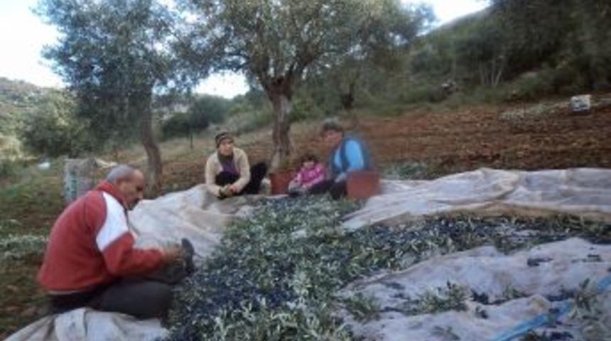 Kuşadası'nda Zeytin Hasadı Gecikti