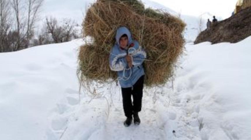 Hayvan Besleyen K&ouml;yl&uuml;lerin Karda Ot Taşıma &Ccedil;ilesi