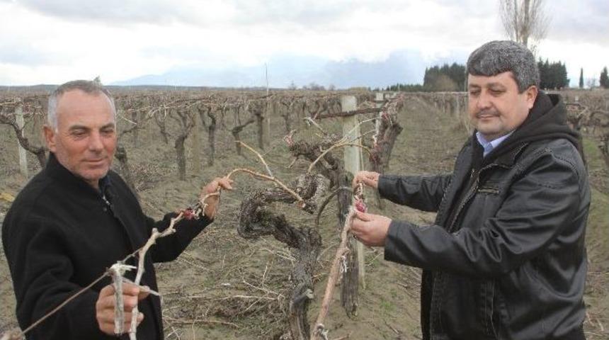 &Uuml;z&uuml;m &Uuml;reticilerine Sigorta &Ccedil;ağrısı