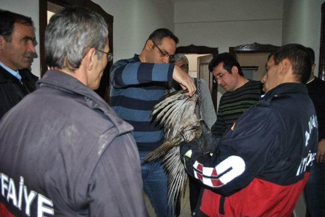 Irmağa D&uuml;şen Şahini İtfaiyeciler Kurtardı