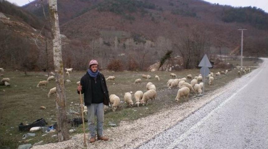 Koyunlar Meteorolojiye G&ouml;re Otluyor
