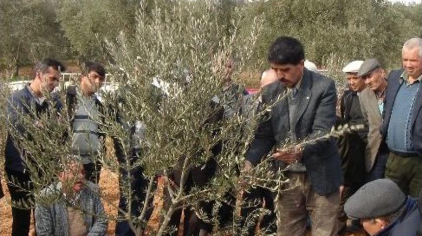Muğla'da Zeytin Budama Kursu