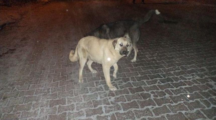 Başıboş K&ouml;pekler Korkutuyor