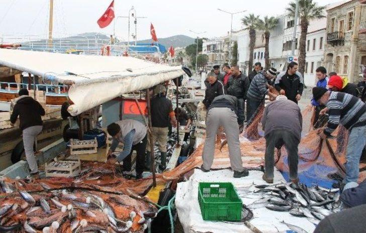 Foçalı Balıkçıların Yüzü 'palamut' İle Güldü G1