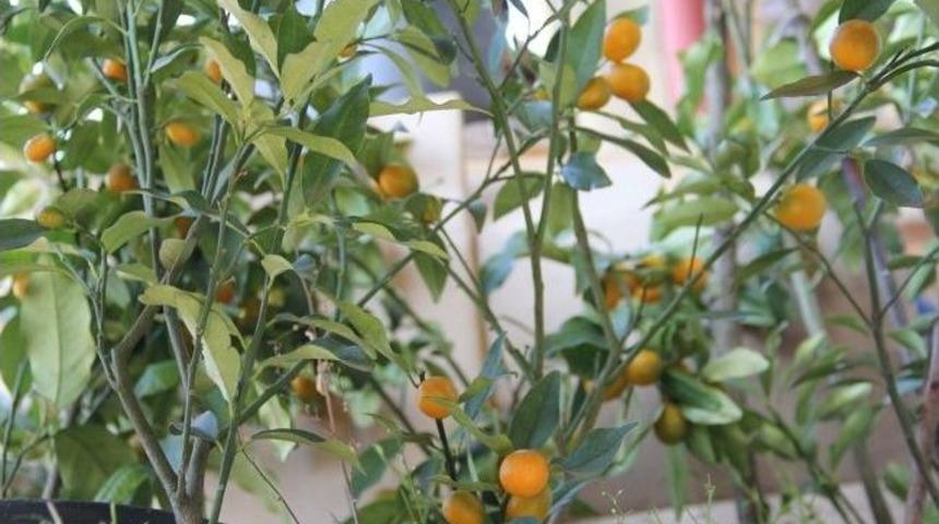 S&uuml;s Bitkisi Değil, Fındığa Ek Gelir