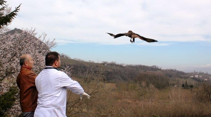 Tedavisi Yapılan Şahin Doğaya Salındı