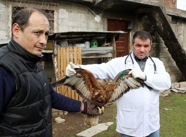 Tedavisi Yapılan Şahin Doğaya Salındı