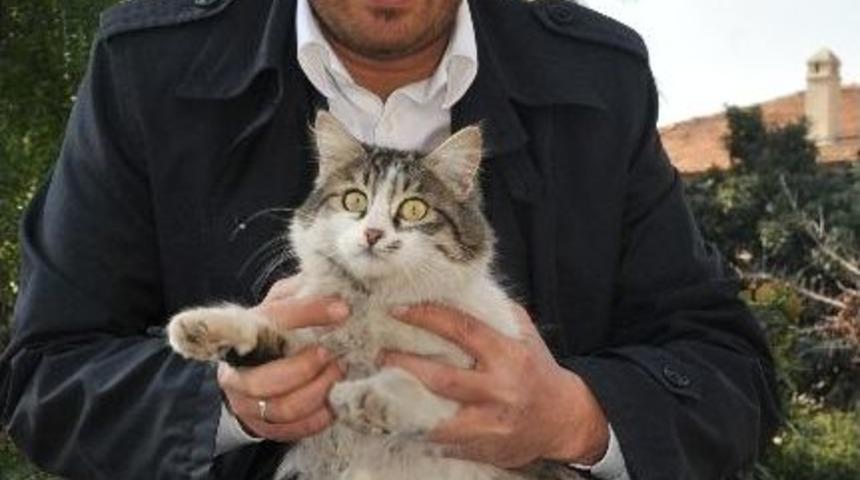 Kedilere Babalık Yapıyor