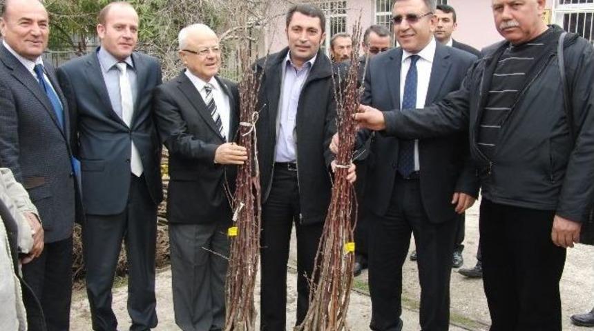 Srap Fidanları Dağıtıldı