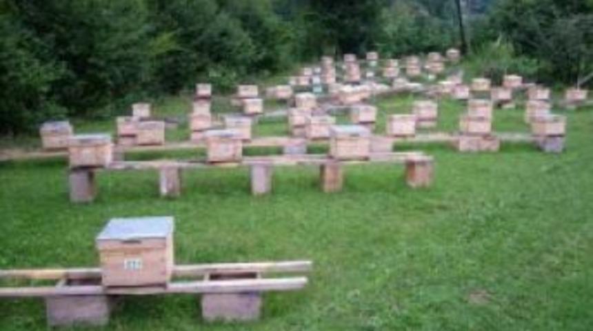 Arıcılık kursu d&uuml;zenlenecek