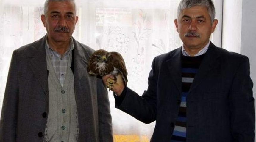 Yaralı Şahine Avcılar Sahip &Ccedil;ıktı