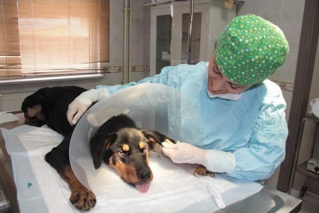 (&ouml;zel Haber) Sokak K&ouml;peğine Estetik Ameliyat