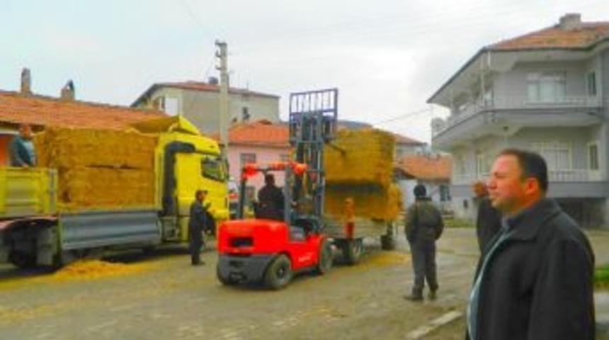 Osmancık'ta ithal saman &ccedil;ift&ccedil;inin y&uuml;z&uuml;n&uuml; g&uuml;ld&uuml;rd&uuml;