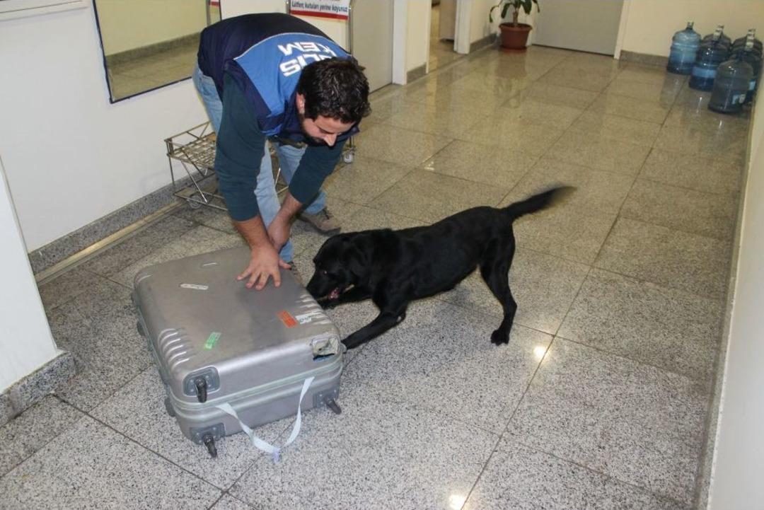 Narkotik K&ouml;pekleri Uyuşturucu &Ccedil;etelerinin Korkulu R&uuml;yası