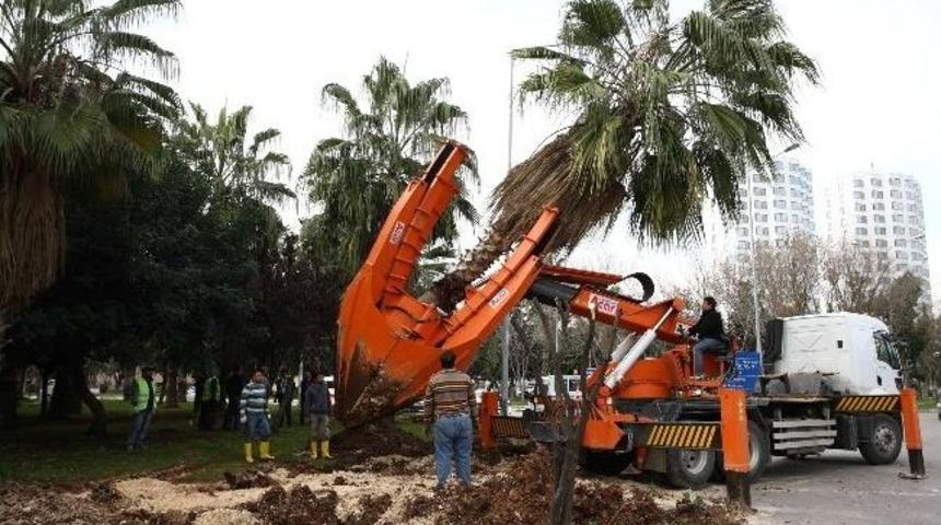 Mersin G&ouml;bekleri Lalelerle Renklenecek