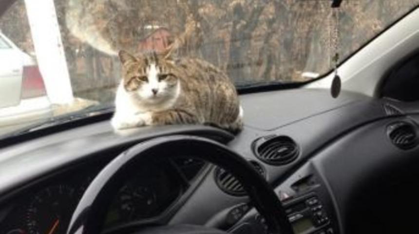 Soğukta &Uuml;ş&uuml;yen Kedi Otomobilin İ&ccedil;inde Isındı