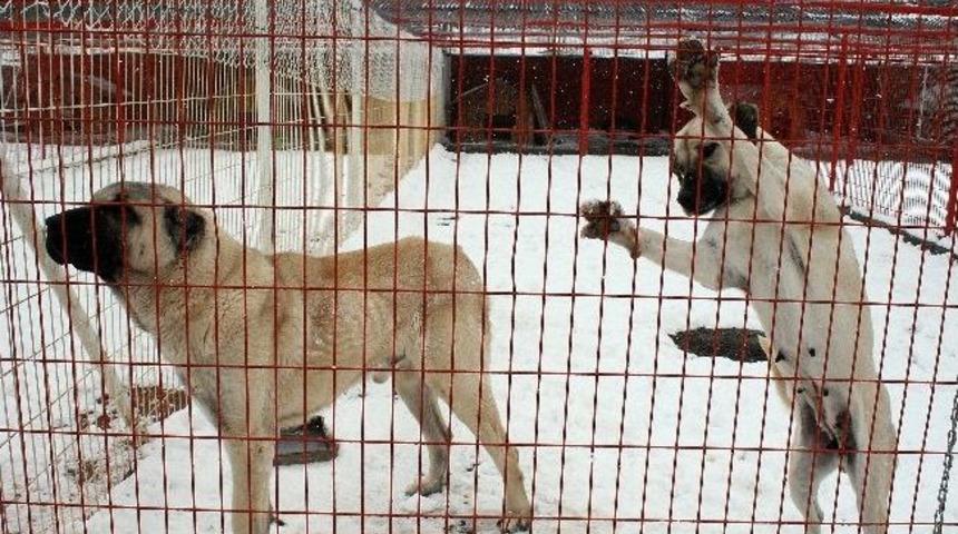 (&ouml;zel Haber) Dondurucu Kıskan&ccedil;lık