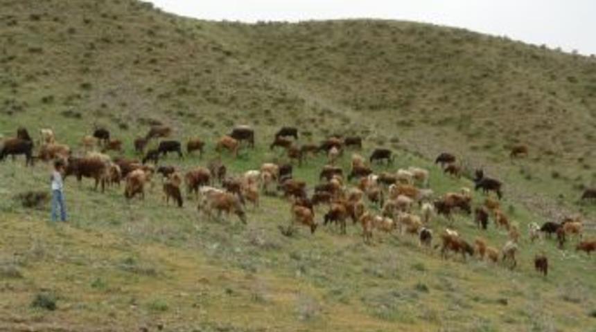 Bing&ouml;l&rsquo;&uuml;n Solhan İl&ccedil;esindeki Yaylalar Kiralanacak