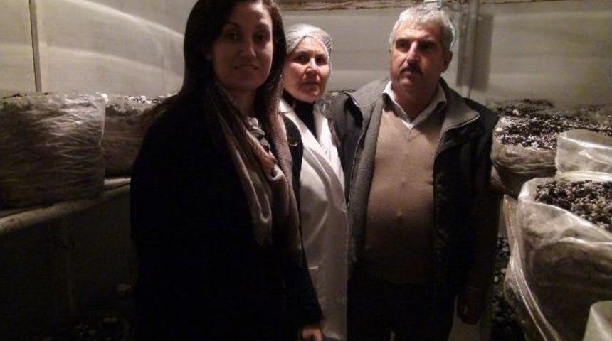 Tarsus'ta Mantar Yetiştiriciliği Kursları