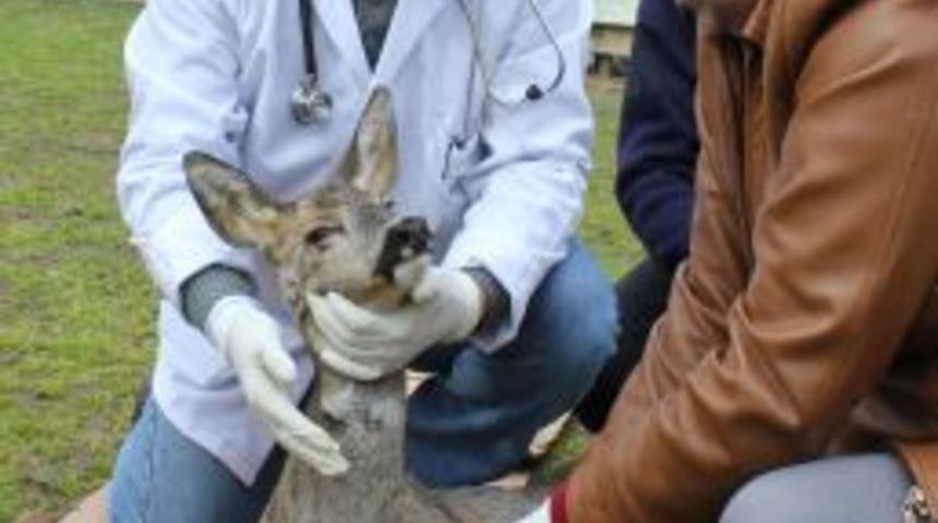 Yaralı Karacalar Tedavi Ediliyor