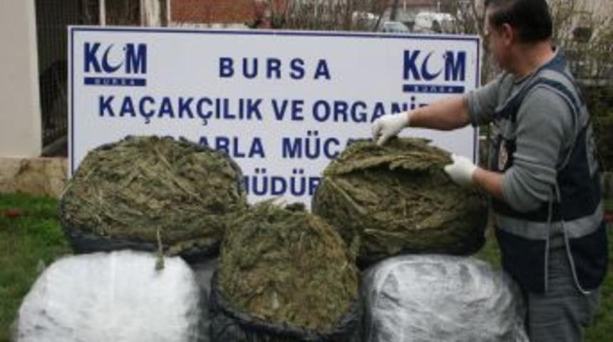 Uyuşturucu Tacirleri, Yakalanmamak I&ccedil;in Koyunları Kullandı