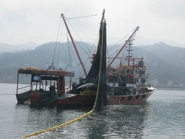 Karadeniz’de Balık Bu Sezon Bekleni Veremedi