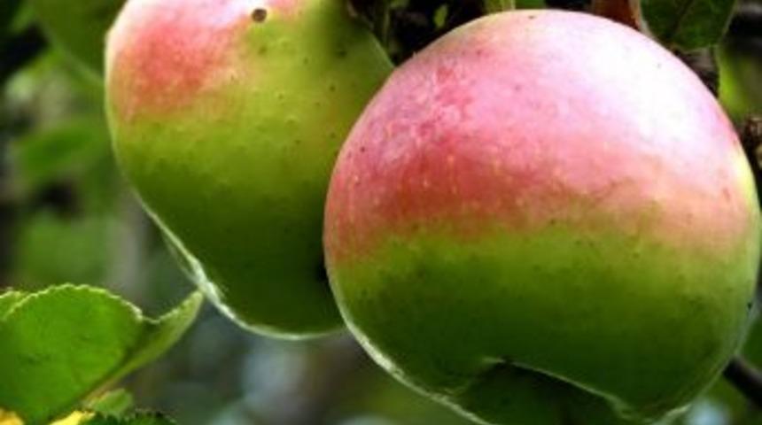 Irkın: Meyve Ağacı, &Ccedil;ocuk Gibi Ilgiye Muhta&ccedil;