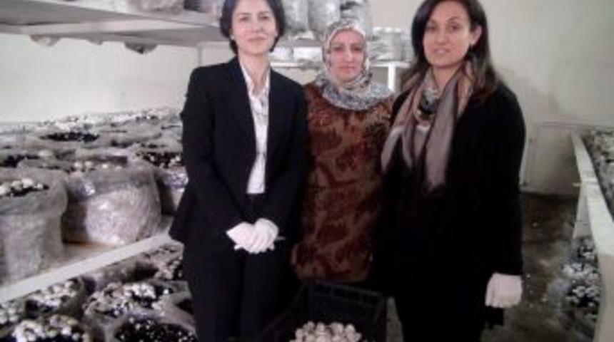 Kadınlar Mantar Yetiştirerek, Aile B&uuml;t&ccedil;elerine Katkıda Bulunuyor