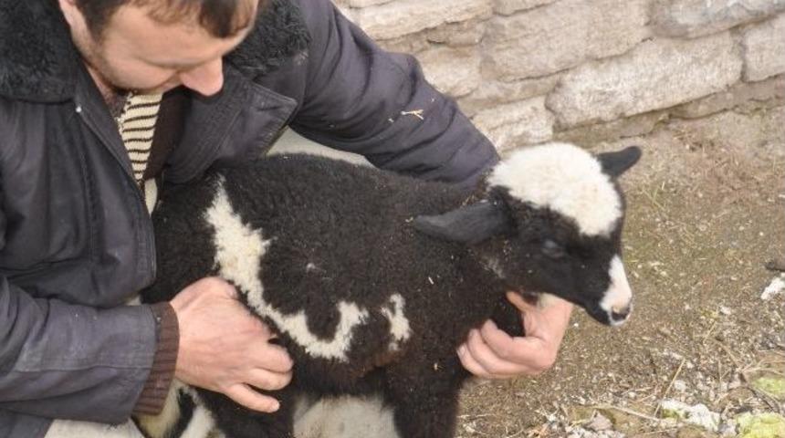 &Uuml;zerinde 'allah' Yazan Kuzu G&ouml;renleri Şaşkına &Ccedil;eviriyor