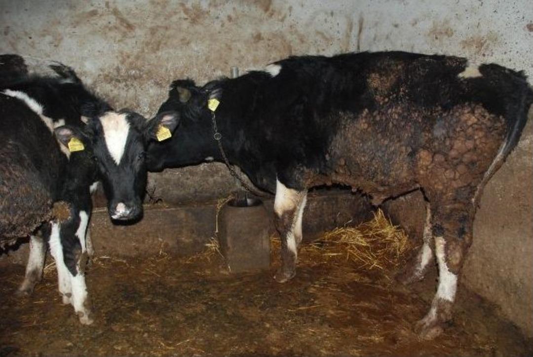 Biga&rsquo;da Şap Hastalığı Karantinası