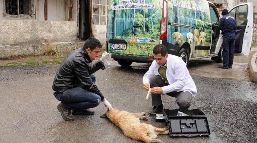 Yaralı K&ouml;peğe Belediyeden Şefkat