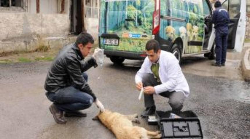 Ara&ccedil; &Ccedil;arpan K&ouml;peğe Belediye Ekipleri M&uuml;dahale Etti