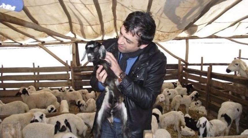 Damızlık Koyun Keçi Yetiştiricileri Birliği Sinan Köyünde