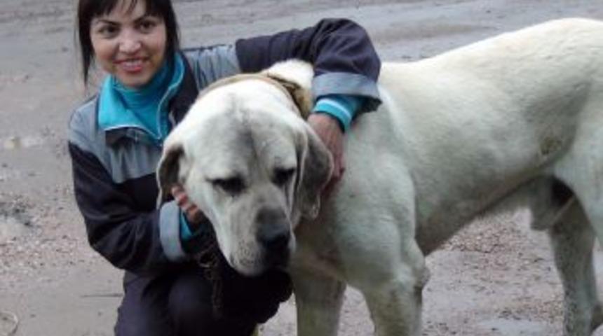 Aksaray Malaklısı Macaristan&rsquo;da G&ouml;r&uuml;c&uuml;ye &Ccedil;ıkıyor