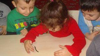 Anaokulu Öğrencilerinden, Tıbbi Sülüklere Büyük Ilgi