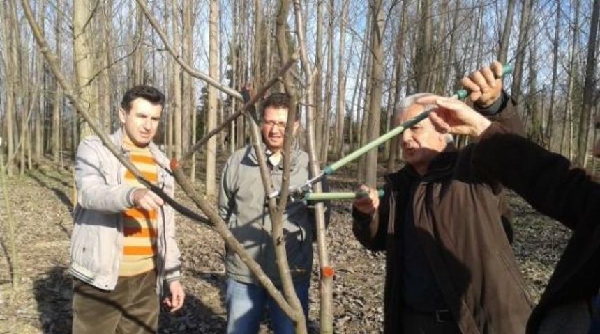 Akyazı&rsquo;da Başlatılan Ağa&ccedil; Budama Kursu Sona Erdi