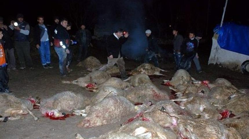 G&uuml;r&uuml;n&rsquo;de &Ccedil;ıkan Yangında 50 Koyun Telef Oldu